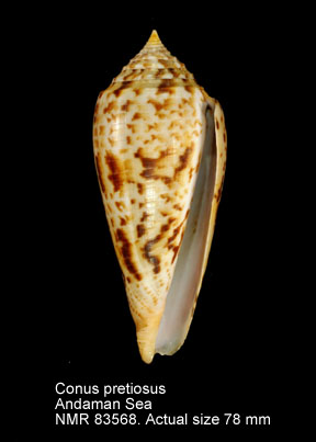 Conus pretiosus.jpg - Conus pretiosus G.Nevill & H.Nevill,1874